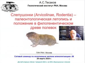 Micromammal seminar_08__AS Tesakov_Paleontological record Ellobiusini_28.03.24