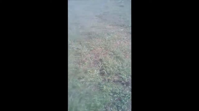 ПРИБАВЛЕНИЕ В ХОЗЯЙСТВЕ . ОПЯТЬ ВОЗМУЩАЮСЬ, НО НЕ МОГУ СКАЗАТЬ ПРО ЭТО ....