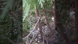 шишка туи- убирать или оставить?
