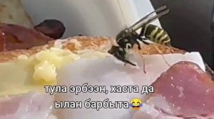 пчела ест сало