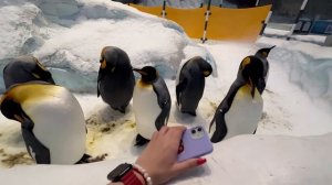 SEA WORLD АБУ ДАБИ. САМЫЙ БОЛЬШОЙ АКВАРИУМ Эмиратов