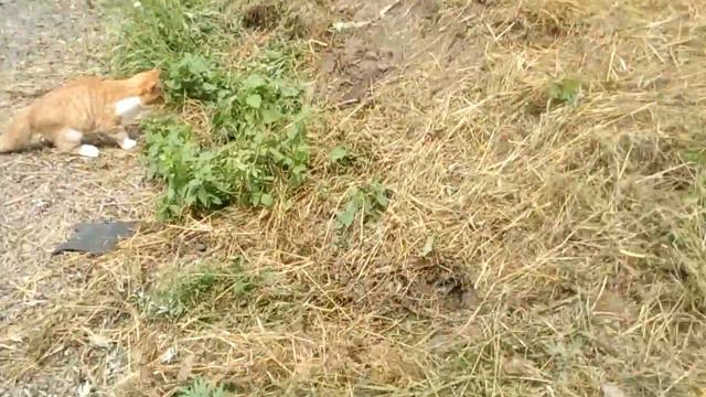 1# Кот vs крот смотреть онлайн