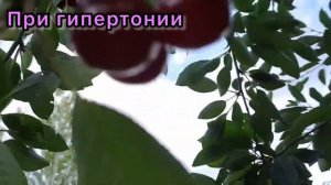 ВИШНЯ созрела в Молдавии. Рецепт лечения вишней: подагра и гипертония