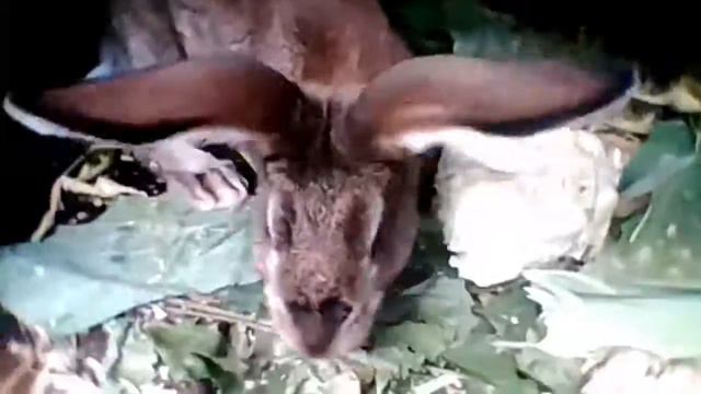 Мой кролек смотреть онлайн