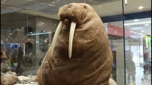 Прогулки по Москве. Иду в Дарвиновский музей. Часть 1