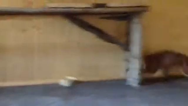 Каракал смотреть онлайн