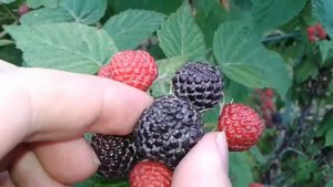 Crna malina, Bristol, (2017.) Black Raspberry - Rubus Occidentalis
