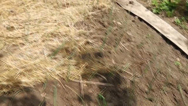 Лук порей. Окучивание. Мульчирование. 4-ый месяц жизни. смотреть онлайн