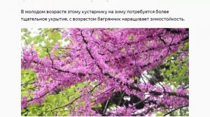 Багрянник канадский, Стиракс японский, Хионантус и т. д.