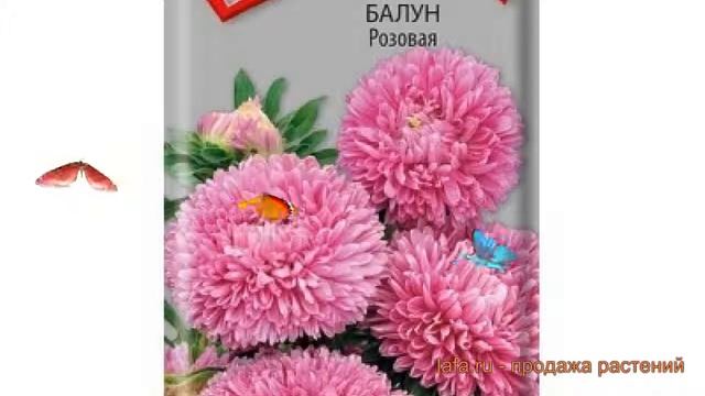 Астра обыкновенный Розовая (rozovaya) ? астра Розовая обзор: как сажать семена астры Розовая смотреть онлайн