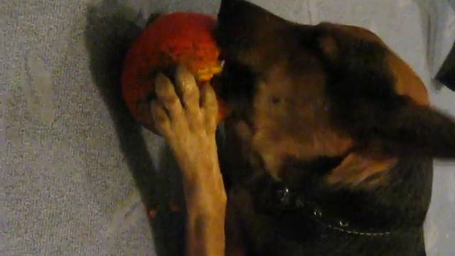 Франя в гостях украла декоративную тыкву смотреть онлайн