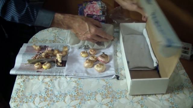 Всегда так храню ГЛАДИОЛУСЫ . Про выгонку . смотреть онлайн