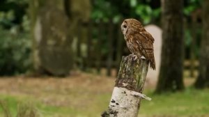 Таёжные истории.Страшные. Мистические. Творческие  рассказы.