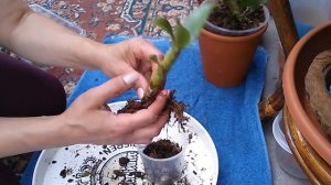 Орхидея дендробиум. Как отделять детки на дендробиуме.