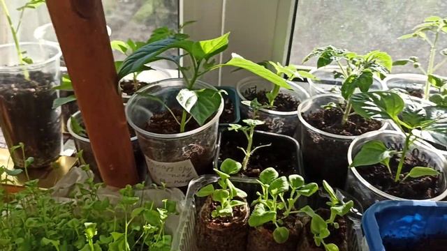 130.Обзор рассады 07.04.23//У нас похолодало// Анютины глазки полегли смотреть онлайн