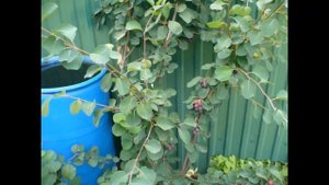 ирга Тиссен  Хонейвуд и неизвестная обзор 15.06.20. Irga Thyssen and Honeywood.