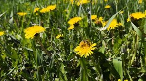 Как пчелы собирают пыльцу