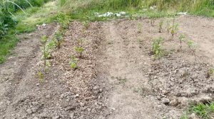 The Aftermath: Cut Flower Farm Tour after the floods.