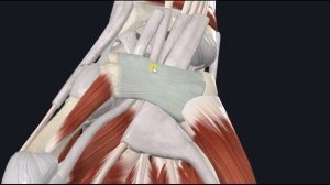 Мышца, противопоставляющая мизинец (m. opponens digiti minimi) 3D Анатомка