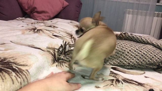 Все хорошо у собачки Флекси после лекарств. Чихуахуа в отличном настроении только вот молоко прёт смотреть онлайн