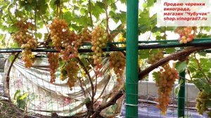 КИШМИШ ЛУЧИСТЫЙ - классика кишмишей, все мы начинали с его вкусных мускатных ягод....