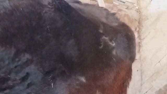 Алатауская корова!До отёла 23дня смотреть онлайн