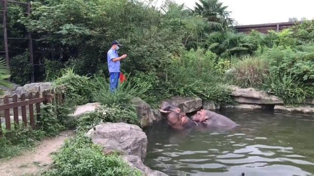 Hippo in Shanghai Wild Animal Park смотреть онлайн