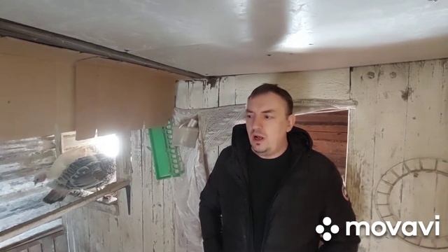 Индюки, бройлер или порода. смотреть онлайн