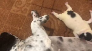 Французские бульдоги....борьба за еду....