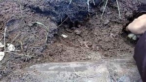 Осенняя пересадка лилий. Зачем это нужно? Lily transplant