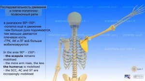 3D анатомия: плечевой сустав