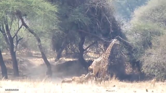 Лев Напал На Достойного Соперника! Царь Зверей На Охоте! смотреть онлайн