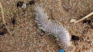 СЪЕЛ? Жуткие морские существа и монстры!