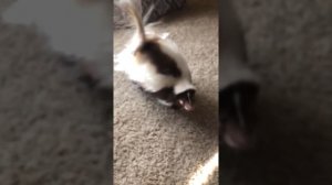 Pet skunk playtime