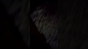 раздуло быка, что делать. вздутие крс 😮