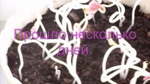 Что будет, если кислицу пересадить зимой. Оксалис. Комнатные растения. ?