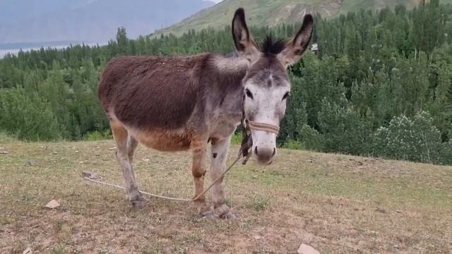 Donkey meeting first time #donkey #animal_world #the_world_of_donkeys смотреть онлайн