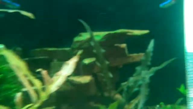 Куба vs кладофора смотреть онлайн