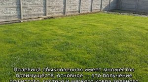 Полевица побегоносная: описание растения