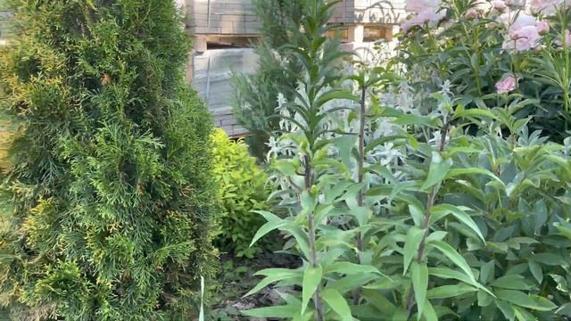 Мой сад в Подмосковье, история создания, входная клумба смотреть онлайн