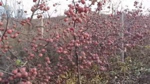 Приветствие от компании Агросад - питомник саженцев плодовых деревьев в Крыму