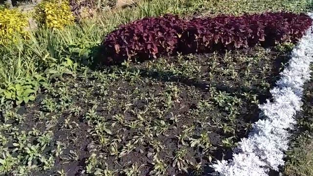Кущі і квіти які витримають перші морози Осінню Ландшафтний дизайн Зразок клумби 133