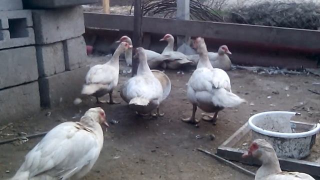 КАНИБАЛИЗМ! РАСКЛЁВ ЦЫПЛЯТ ЧТО ЭТО ТАКОЕ И КАК С ЭТИМ БОРОТЬСЯ. ПРИЧИНЫ КАНИБАЛИЗМА 9березня 2020 р