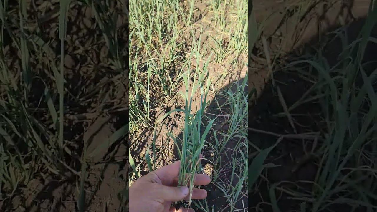 всё печально...два месяца без дождя смотреть онлайн