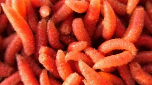 Как окрасить опарыша для рыбалки.