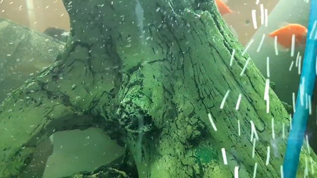 Улитки являются перенощиками инфекции. смотреть онлайн