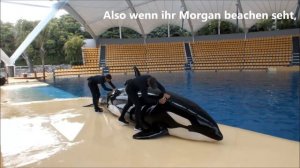 Orca MORGAN Beaching @ Loro Parque (Teneriffa) | zoos.media