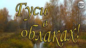 Гуси в облаках. Нашли редкую монету времен правления Екатерины II.