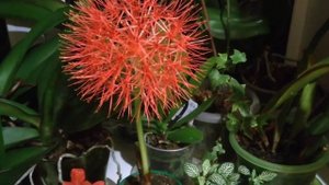 ГЕМАНТУС ЗАЦВЁЛ .ГЕМАНТУС УХОД .