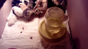 Выбор цыплят// Суточные или подрощенные?!